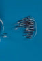 Smalto per unghie blu ceruleo Regina 15 ml