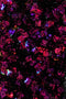 Gel UV colorato nero glitter Baum 5 g