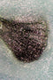 Smalto semipermanente rosa glitter Aurora 15 ml