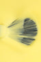 Inquadratura ravvicinata dall'alto che mostra la texture di uno smalto liquido color giallo chiaro. Al centro, le setole nere di un pennellino da stesura sono aperte a ventaglio e parzialmente immerse nel prodotto, evidenziando la consistenza fluida, cremosa e coprente dello smalto.