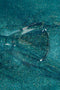 Texture glitterata dello smalto semipermanente Cool Mint di Gamax