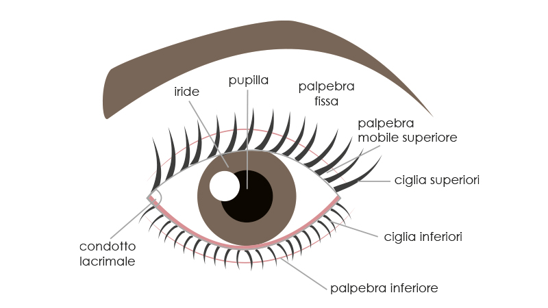Anatomia Occhio