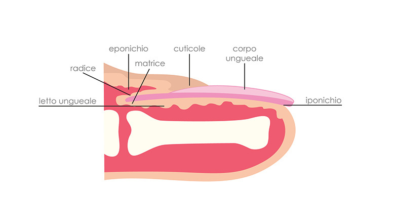 anatomia dell'unghia