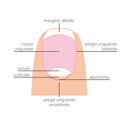 anatomia unghie